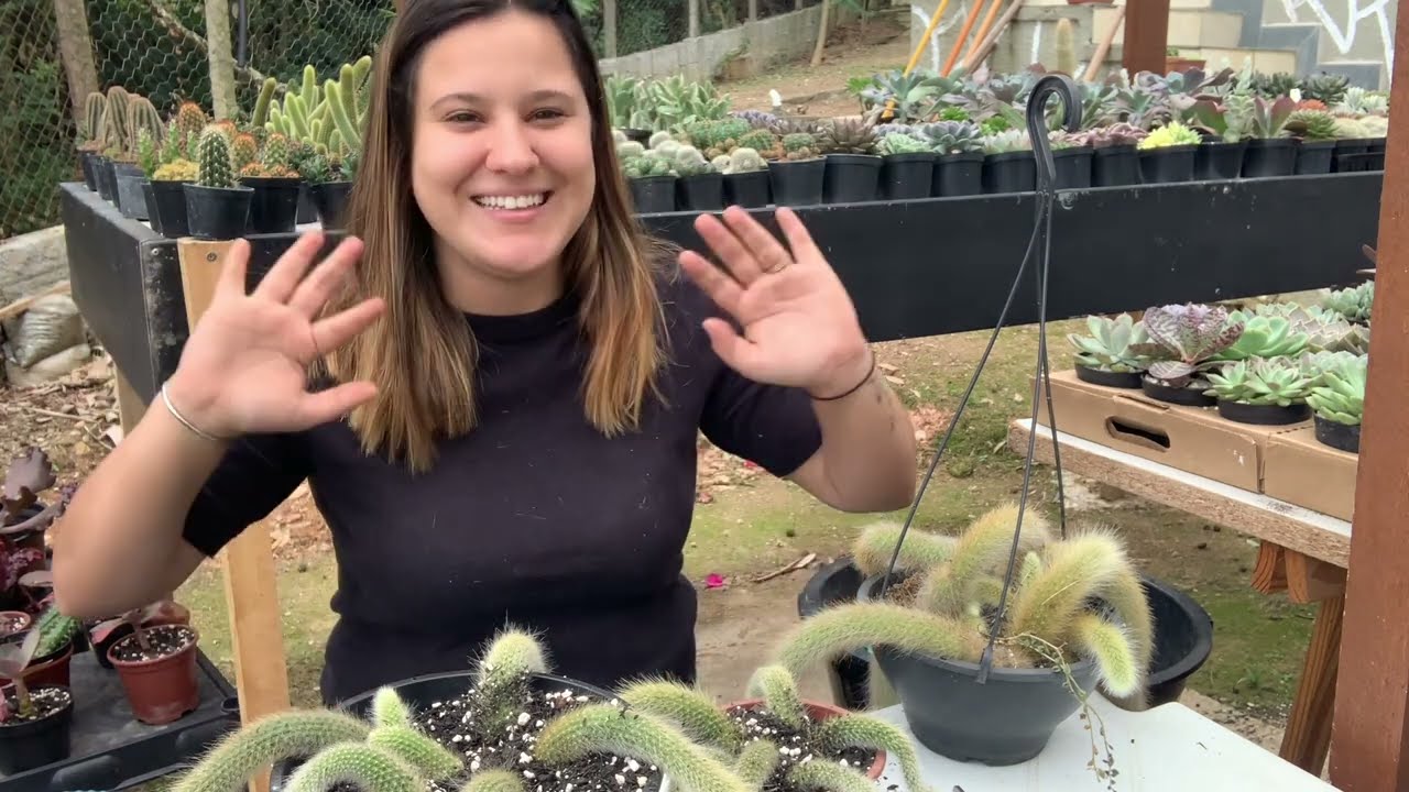 Replantando Cacto Rabo de Macaco - Como deixar o vaso bem cheio e fazer ele crescer
