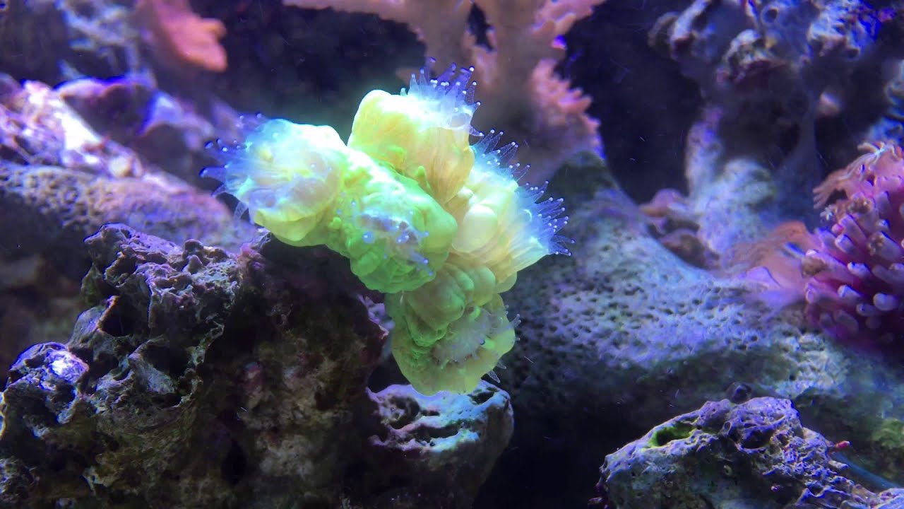 Nuclear Green Candy Cane Coral YouTube