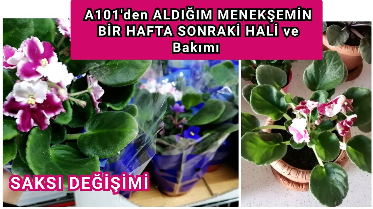 A101'den ALDIĞIM MENEKŞEMİN BİR HAFTA SONRAKİ HALİ ve Bakımı. Saksı Değişimi.