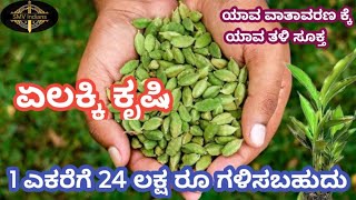 ಏಲಕ್ಕಿ ಕೃಷಿ | ಹಸಿರು ಬಂಗಾರ ಏಲಕ್ಕಿ | Cardamom farming #spices #cardamom #smvindians