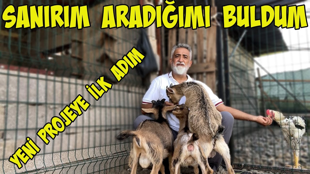 CÜCE KEÇİ PROJESİNİ BAŞLATTIM.TÜM KÜMES VE AHIRLAR REVİZE EDİLECEK.Hepsi Geniş Alanda Serbest