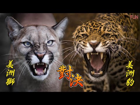 美洲獅 VS 美洲豹！誰才是美洲的霸主 | 獅豹對決！霸王級的貓科動物！