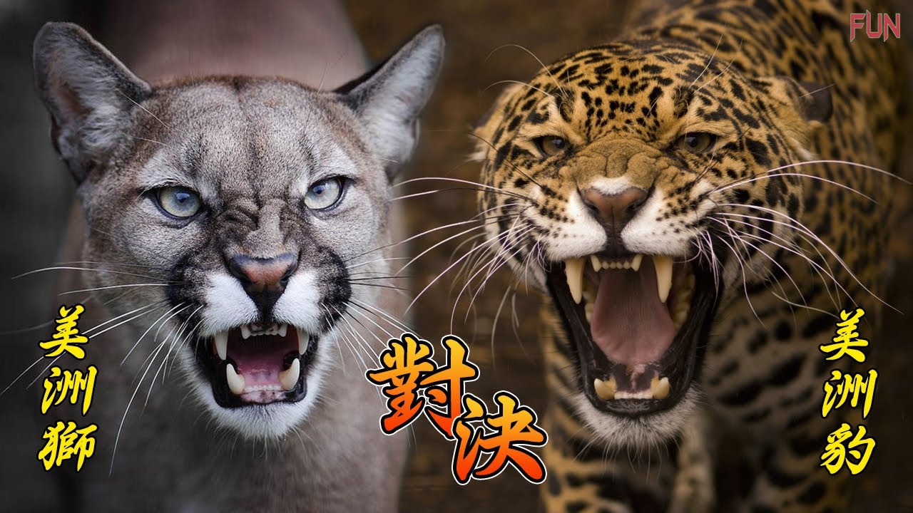 美洲獅vs 美洲豹 誰才是美洲的霸主 獅豹對決 霸王級的貓科動物 Youtube
