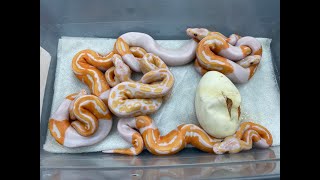 Eggcutting, and some incredible odds on a Dreamsicle Ball Python Clutch!