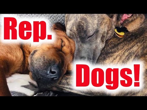 trigger-warning!!-republican-dogs-meme-rant-|-memes-review-|-try-not-to-laugh