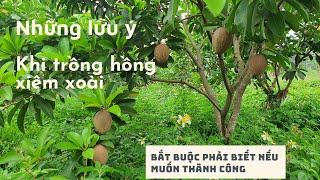 Nứt và sượng trái trên cây hồng xiêm xoài, điều đặc biệt cần lưu ý - KHOA ĐINH Vlog