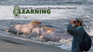 Learning With Lee Episode Episode Xix Lowcountry Marine Mammal Network