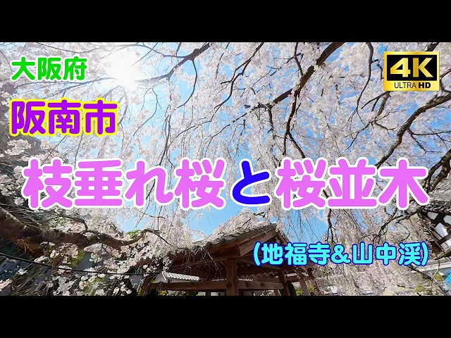 360-degree camera footage of the weeping cherry tree at Jifuku-ji