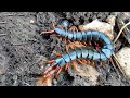 Кольчатая сколопендра (Scolopendra cingulata). Пересадка истерички в новый террариум