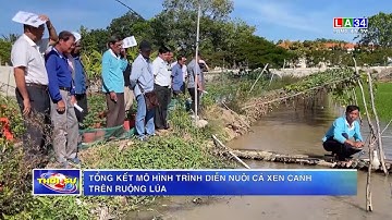 Tổng kết mô hình trình diễn nuôi cá xen canh trên ruộng lúa | LONG AN TV