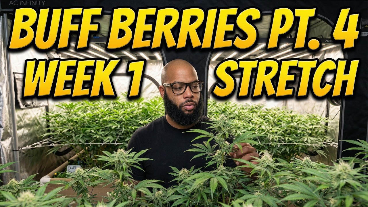 First Week of Flowering | How to Control Cannabis Stretch With Trellis Training