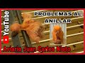 0085 PROBLEMAS AL ANILLAR