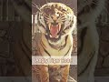 Angry Tiger Sound Tiger Growling Sound Shorts 