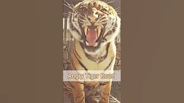 Angry Tiger Sound 🐅 | Tiger Growling Sound #shorts