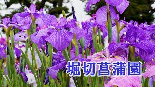 Download Lagu TOKYO. Iris of Horikiri Shobuen.#4K #堀切菖蒲園 MP3 Download Lagu TOKYO. Iris of Horikiri Shobuen.#4K #堀切菖蒲園 MP3
