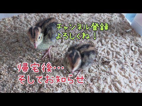並うずら帰宅後　そして悲しいお知らせ　【飼いたくなる動画】