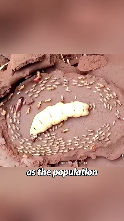 Life of a Termite Queen