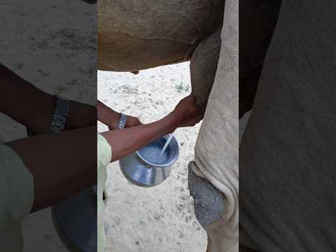 في وقت مبكر من الصباح أثناء سحب الحليب من جمل القرية من الضرع 