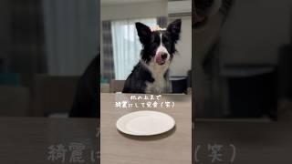 豪快な食べっぷりを見せるボーダーコリー#shorts