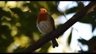 4 Hours of Glorious Birdsong | Robin Singing - Sounds of Nature