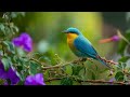 Gentle Piano Music &amp; Birdsongs 🕊️ Embrace Calmness and Heal Your Soul with Nature’s Rhythms