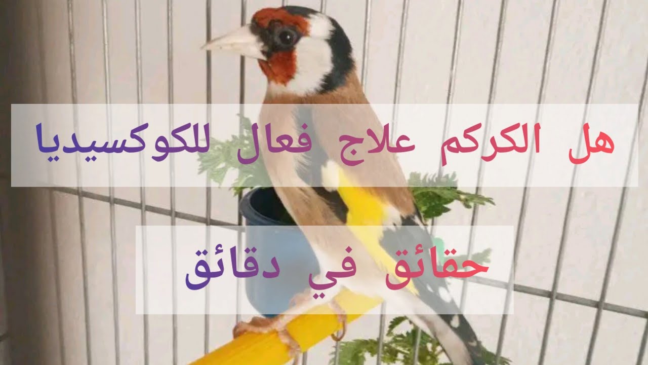 هل كركم علاج الكوكسيديا و تعفن الامعاء بصفة عامة