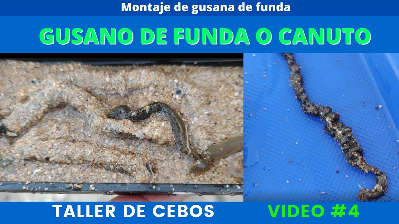 Tutorial del gusano de funda o de canuto para pesca de surfcasting