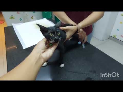 วีดีโอ: วิธีการได้รับกลิ่นแมวปัสสาวะออกจากพรม