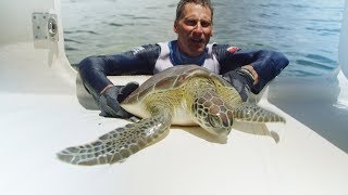 Mission Therapy: How Saving Sea Turtles Helps Veterans with PTSD screenshot 5