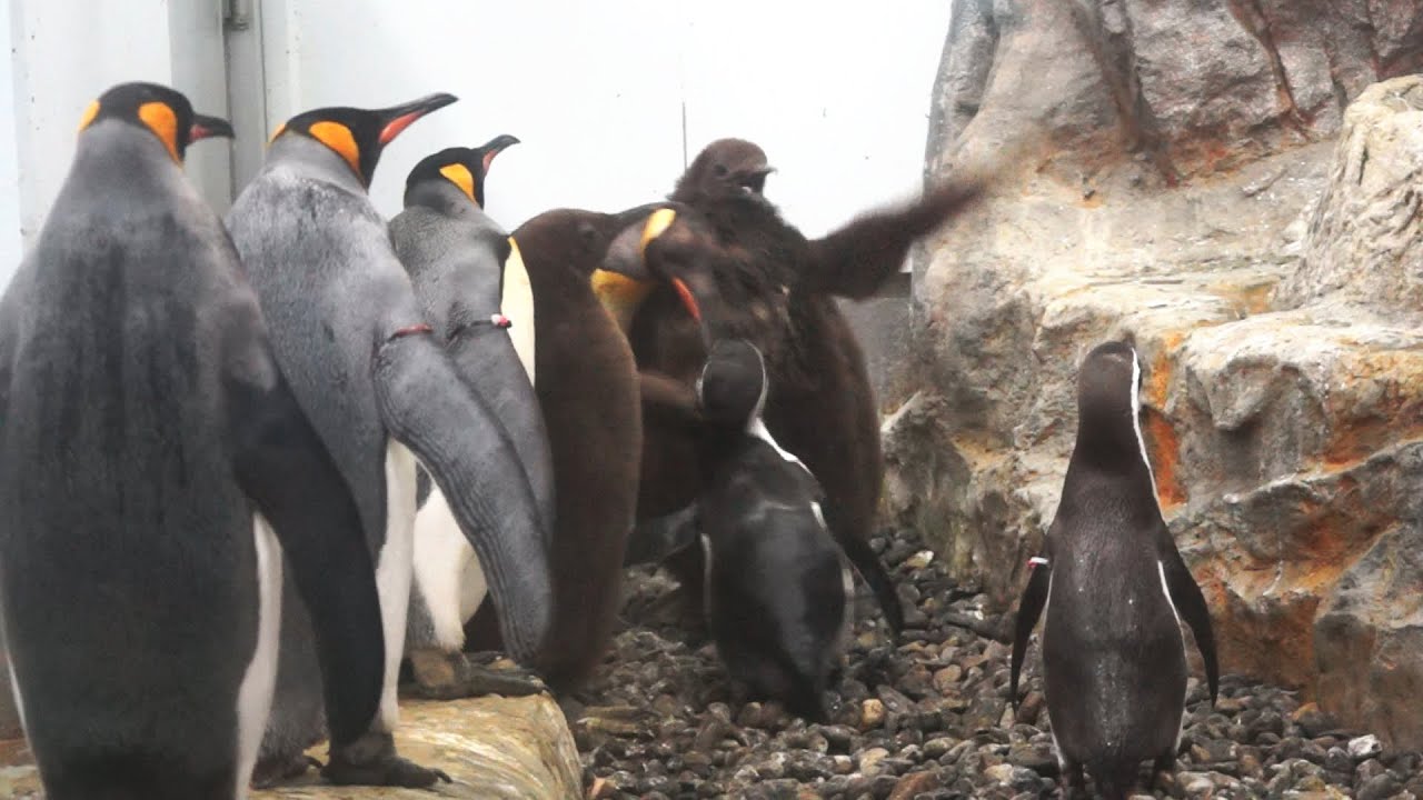 旭山動物園 キングペンギンに突っ込むフンボルトペンギン - YouTube