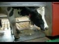 Traite des vaches.MPG