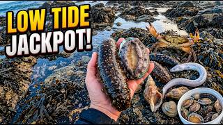 Striking Gold With Wild Sea Cucumbers & Giant Abalone