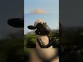 📣NEW📣 Run Shaun, Run! 🏃 Shaun the Sheep Mossy Bottom Mayhem #shorts