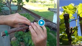 Удивительный навык прививки Как вырастить один кордон виноградной лозы с новым сортом винограда