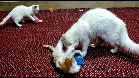 Video 6257591: persian cat kitten cute, persian kitten playing, play toys persian