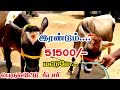 இரண்டு ஜோடி ஓரே விலை 51500/- மட்டுமே... 2பல், 4பல்லில் விற்பனைக்கு வந்துள்ளது 10லிட்டர் கறவை திறன் 