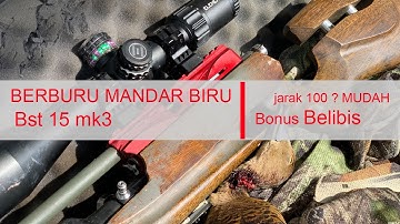 BERBURU MANDAR BIRU DAN BELIBIS LONG CROOOT DI SUNGAI TOMAN JAMBI | ACW HIBRIDA feat BST 15 mk3 |