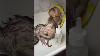 #cutemonkey #monkeysr #animals