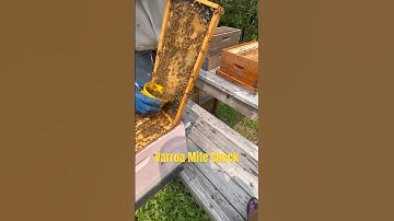 Varroa Mite Check