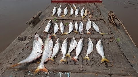 CÂU CÁ BÔNG LAU SÔNG CỔ CHIÊN | CÂU CÁ MIỀN TÂY