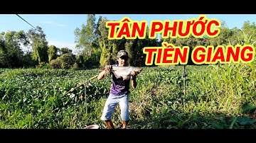 CÂU CÁ TRA SÔNG// TRƠ LẠI ĐIỂM CÂU Ơ CẦU KINH 17 TÂN PHƯỚC ĐÊ SĂN BẦY CÁ KHỦNG VÀ CÁI KẾT
