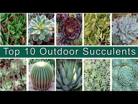 Top 10 Outdoor full sun heat tolerant succulent plants