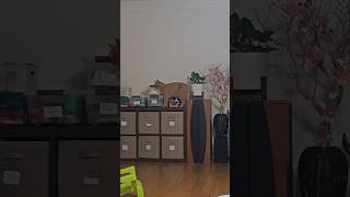 when he is in mad moode #cat #cute #catvideo #catlife #catshorts #cat #cute #meow #mèo #gatos