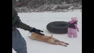 Собака скользит по снегу - Dog Slides Across the Snow