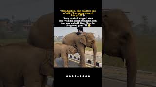 “He didn’t want a long break… just two sips of Mom’s milk and a full battery recharge!” 🔋🐘