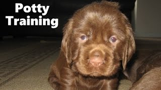 How To Potty Train A Sussex Spaniel Puppy - Sussex Spaniel House Tr...