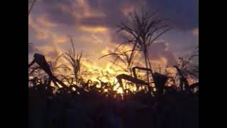 cigarette14.mp4