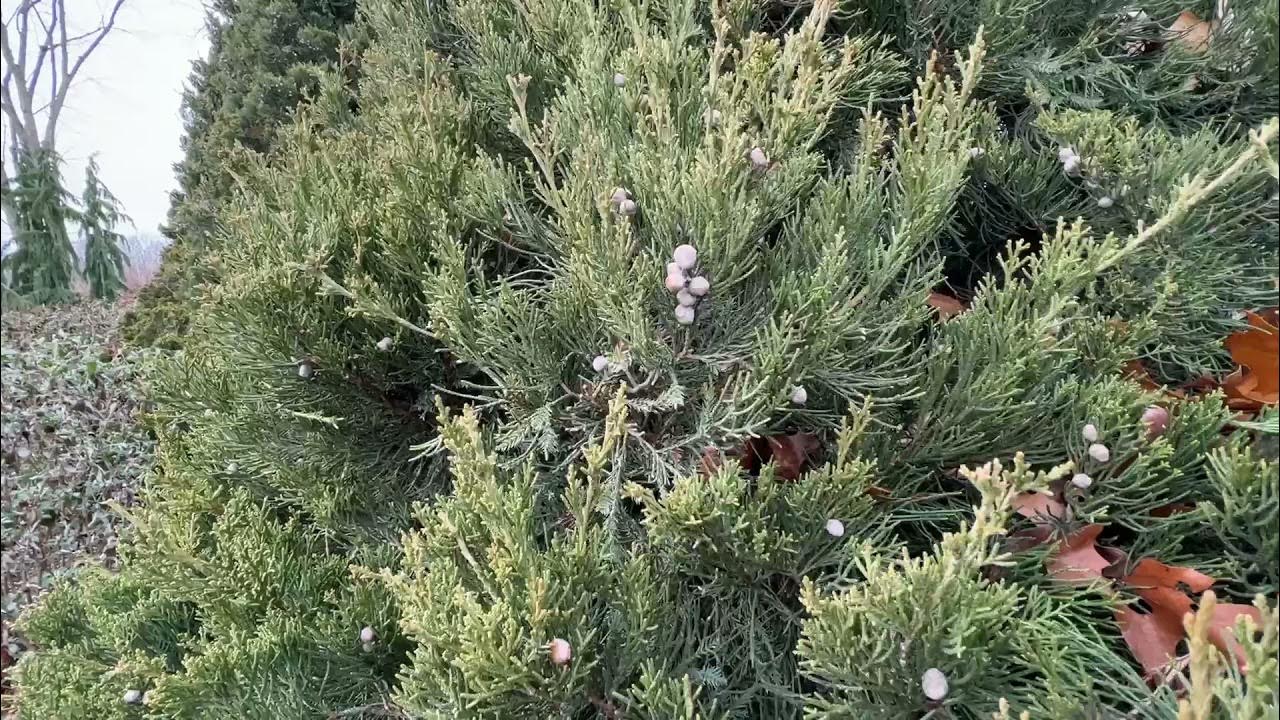 Gin Fizz Juniper YouTube