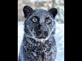 Leopard Luna and Rottweiler Venza in slow motion ( set high quality)