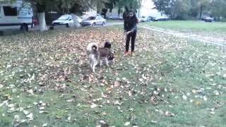 Сибирская Хаски - ЗОЛОТАЯ ОСЕНЬ. 🍁 Сибирская Хаски - ЗОЛОТАЯ ОСЕНЬ. 🍁